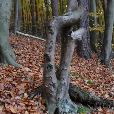 Holiday home Beim Stechlinsee Stechlin