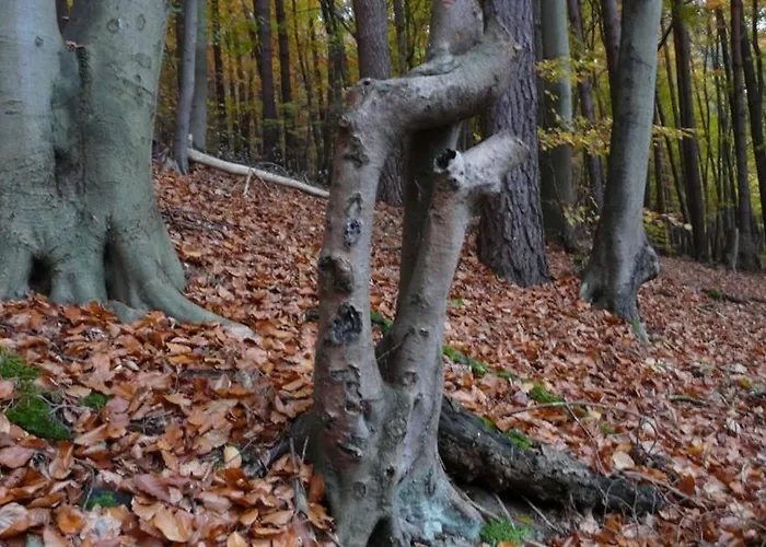 Holiday home Beim Stechlinsee Stechlin